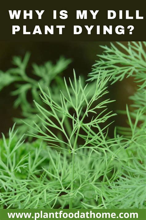 Dill Plant Problems
