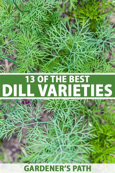 Dill Plant Types