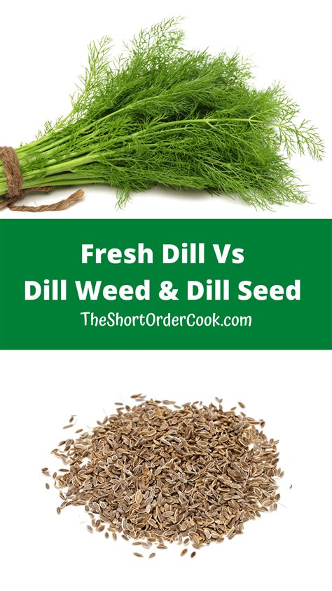 Dill Seeds Definition