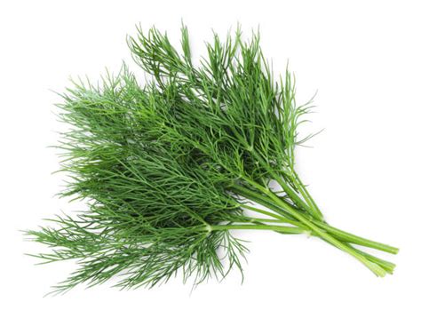 Dill Stock Image