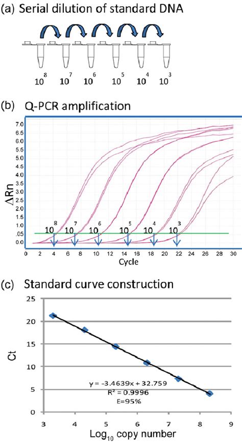 Dilution Curve Qpcr