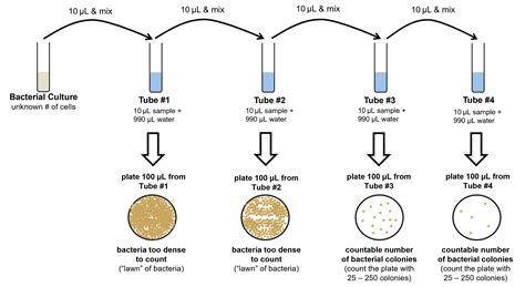 Dilution Process Is Accompanied With