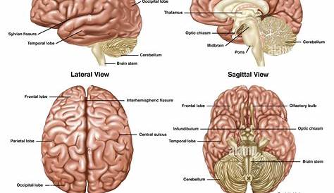 GAtos Sindicales: Tipos de cerebro humano