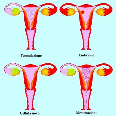 dimensioni utero in menopausa