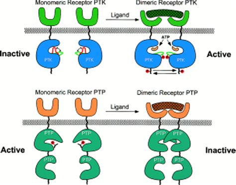 Dimer Receptor Definition