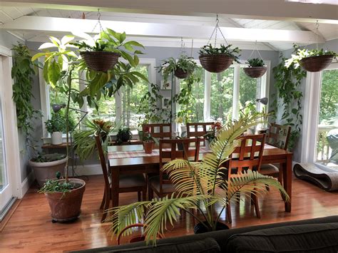 20 Spectacular Pictures of House Plants in the Dining Room