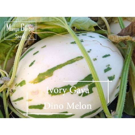 Dino Melon Seeds