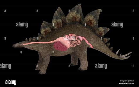 Dinosaur Digestive System