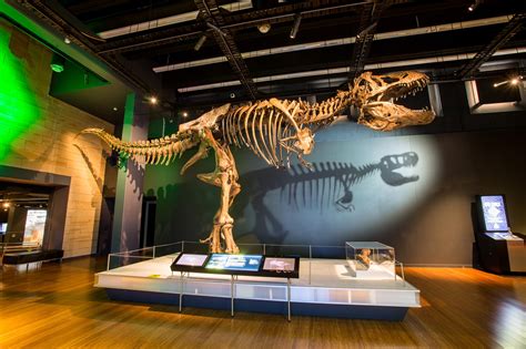 dinosaur exhibit display