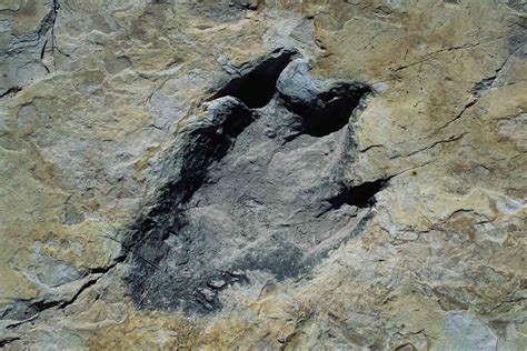 Dinosaur Footprints