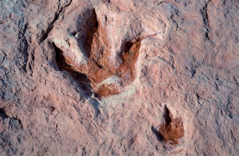 dinosaur fossils found in arizona