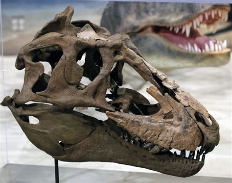 dinosaur fossils in new england
