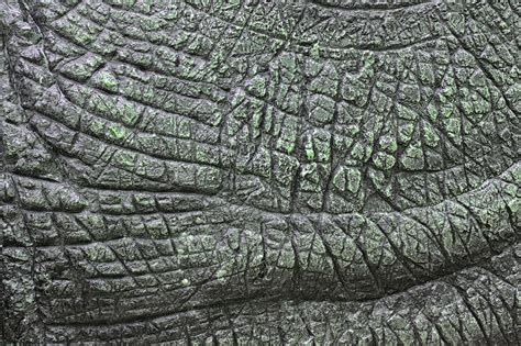 Dinosaur Skin