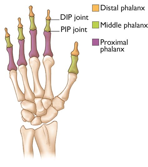 Dip Joint Finger Rom
