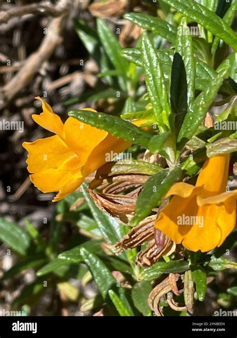 Unlock the Secrets of Diplacus Aurantiacus: Nature’s Vibrant Gem