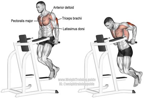 Dips Exercise Target