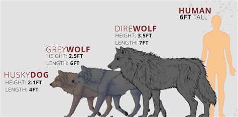 dire wolves size