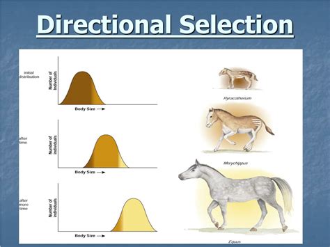 Directional Selection In Evolution