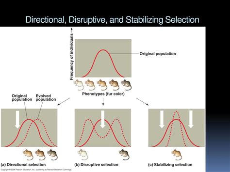 Unlocking the Secrets: How Directional Stabilizing and Disruptive Selection Shape Our World