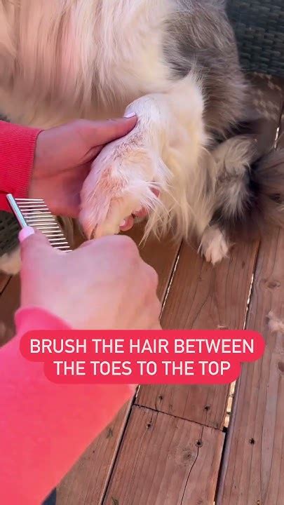 Dirty Dog Feet Solution