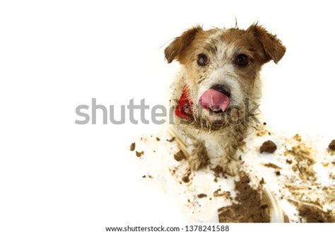 Unlock the Mystery of the Dirty Dog Link