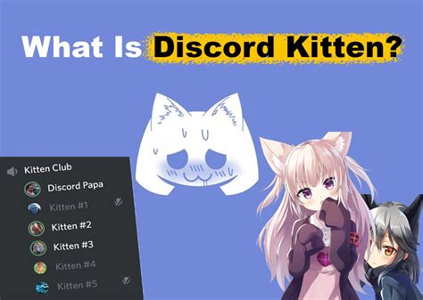 discord servers e kitten
