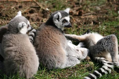 Discount Code For Doncaster Zoo