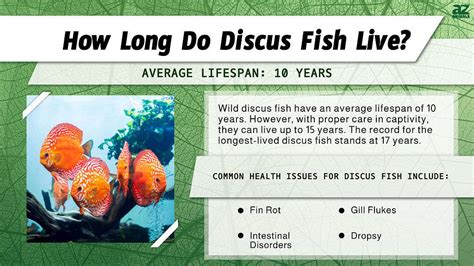 Discus Fish Lifespan