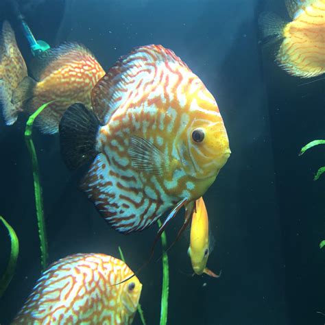 Discus Fish Reddit