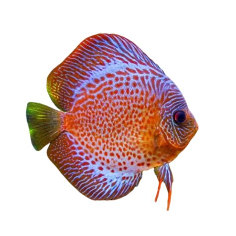 Discus Fish Za
