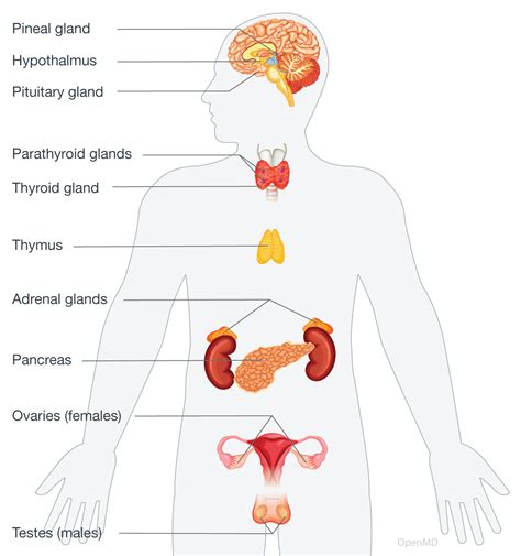 Discuss About Endocrine System
