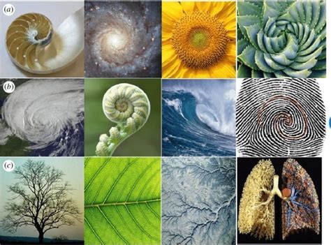 discuss other patterns in nature