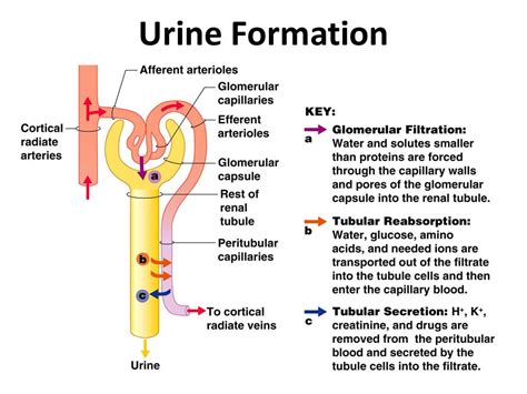 Discuss Urine Formation