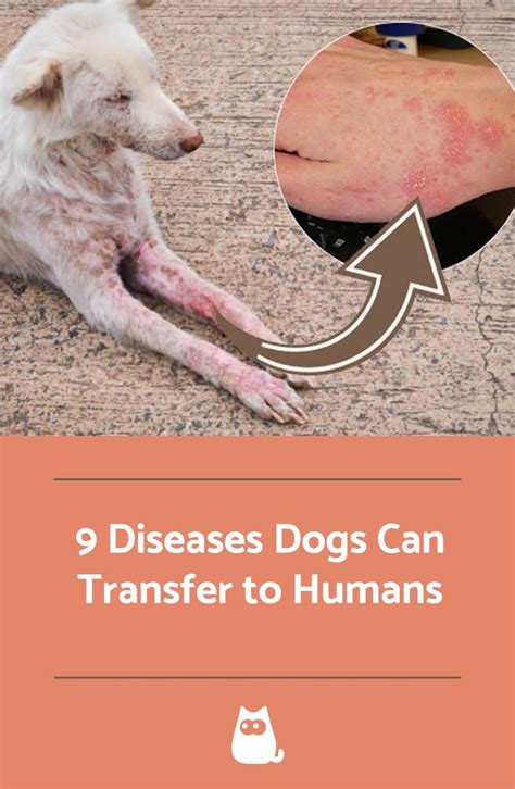 disease from dogs to humans
