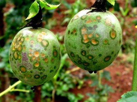 disease in passion fruit