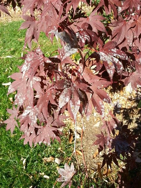 diseased japanese maples pictures