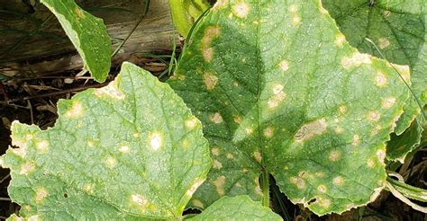 diseases caused by fungi in plants