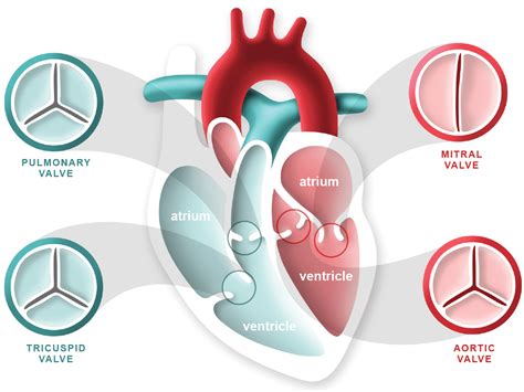 diseases of the heart valves