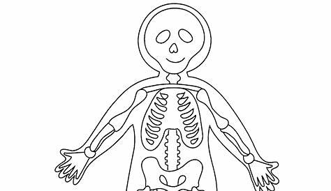 Puzzle del corpo umano | Attività del corpo umano, Immagini di scuola