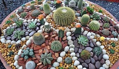 Diseno De Jardines Con Cactus Y Piedras 20 Ideas Para corar Un Lindo Jardín Suculentas