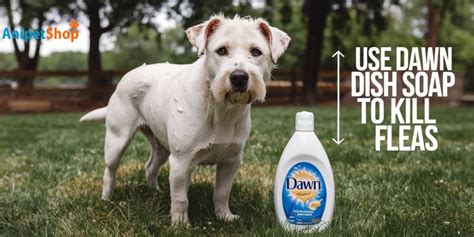 Dish Soap For Fleas Reddit