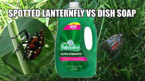 Dish Soap Lanternflies