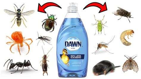 Dish Soap To Kill Spiders