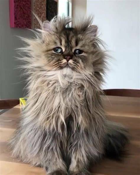 Kiss me Animal captions, Funny animal pictures, Funny cat pictures
