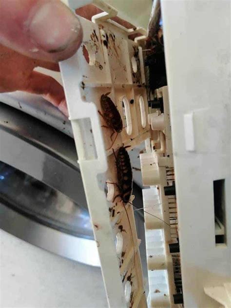 Dishwasher Roach Infestation
