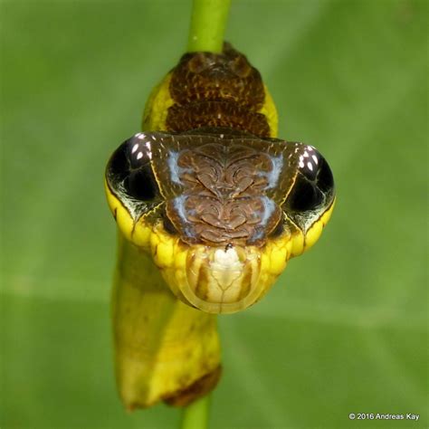 Disnakerja Caterpillar: Solusi Kerja Untuk Masa Depan Yang Lebih Baik