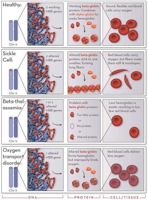 Living With Disorders Of Hemoglobin: A Patient’s Guide