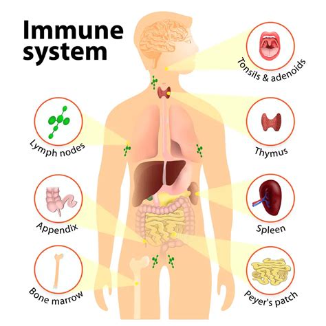 Disorders Of Immunity Explained: Signs Symptoms And Causes