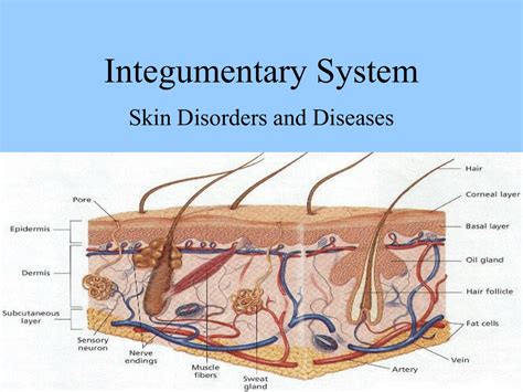 Disorders Of The Integumentary System: What You Need To Know