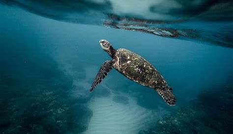 Une tortue de mer piégée par le plastique sauvée in extremis par des